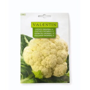 Farë Lulelakër “Snowball X” – Valentin